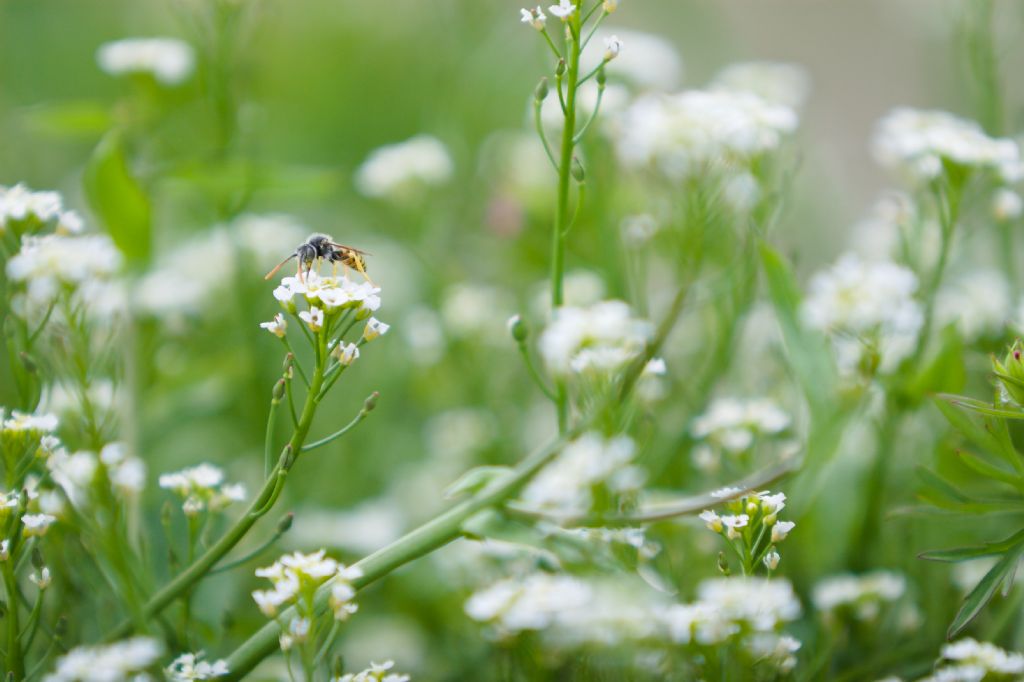 Apidae:  Nomada sp.